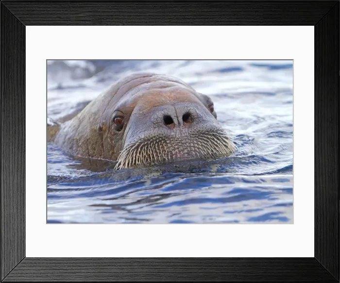 Framed Print : Picture No. 10901859 Framed Print : Picture No. 10901859