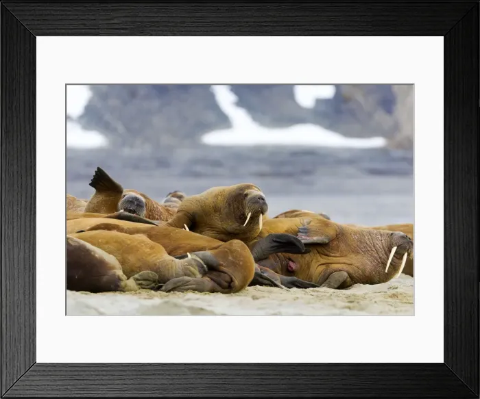Framed Print : Picture No. 10901860 Framed Print : Picture No. 10901860