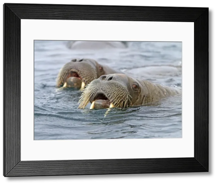Framed Print : Picture No. 10901862