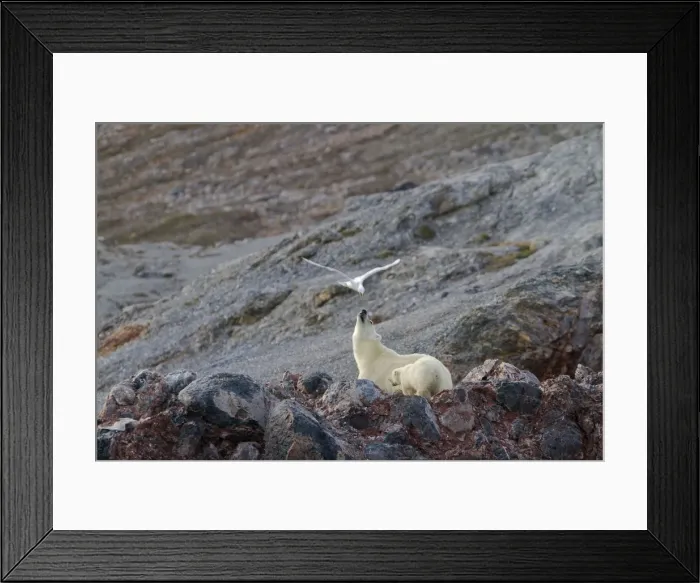 Framed Print : Picture No. 10901865 Framed Print : Picture No. 10901865