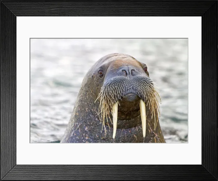 Framed Print : Picture No. 10901858 Framed Print : Picture No. 10901858