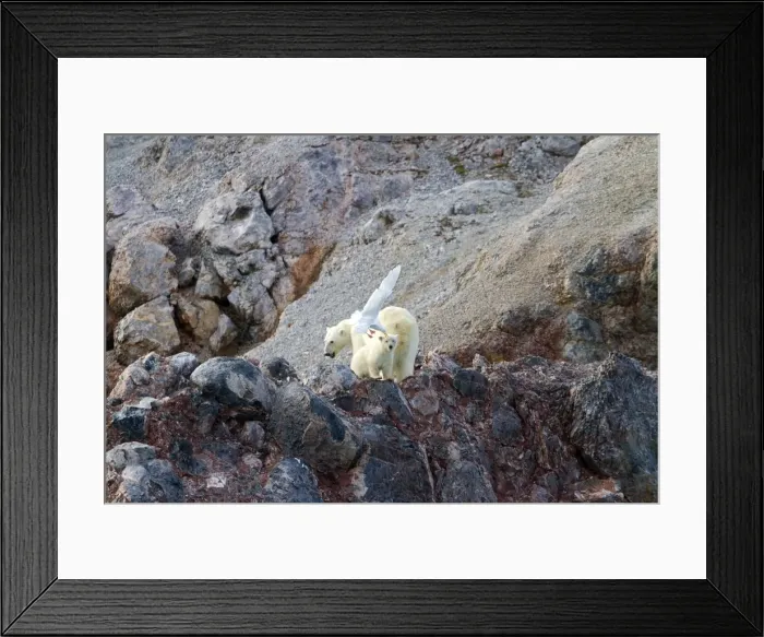 Framed Print : Picture No. 10901864 Framed Print : Picture No. 10901864