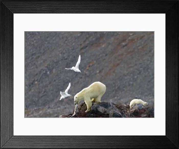 Framed Print : Picture No. 10901868 Framed Print : Picture No. 10901868