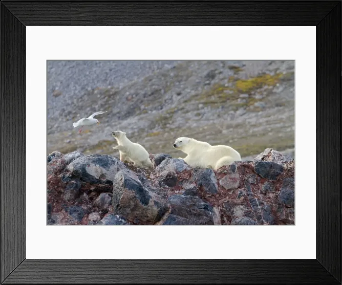 Framed Print : Picture No. 10901866 Framed Print : Picture No. 10901866