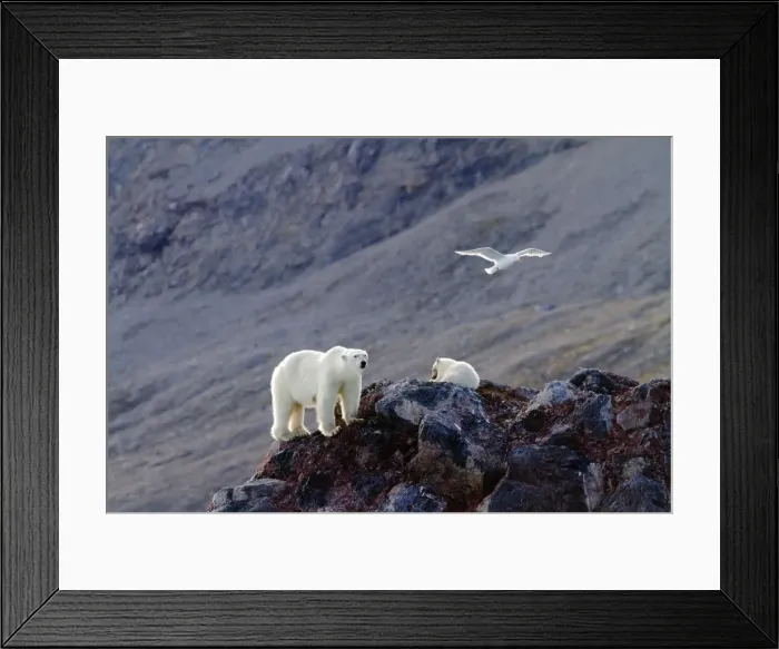 Framed Print : Picture No. 10901871 Framed Print : Picture No. 10901871