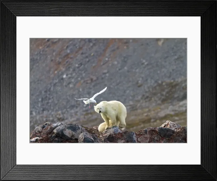 Framed Print : Picture No. 10901867 Framed Print : Picture No. 10901867
