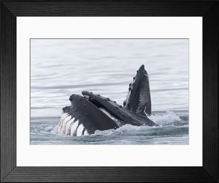 Framed Print : Picture No. 10901874 Framed Print : Picture No. 10901874