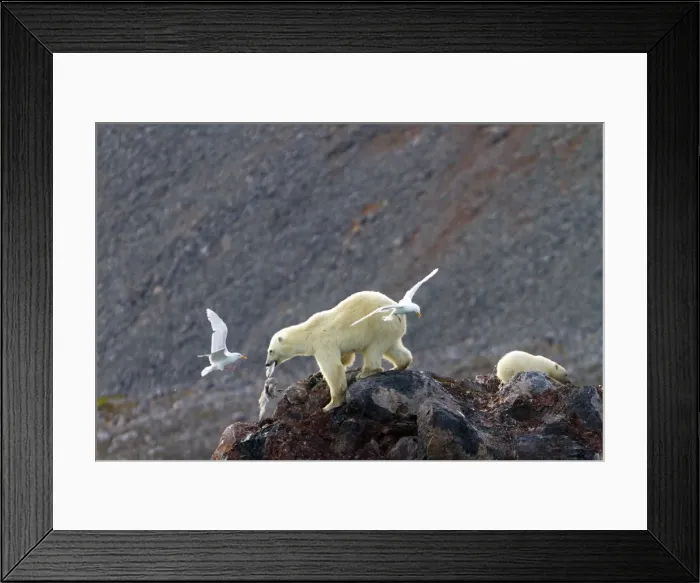 Framed Print : Picture No. 10901869 Framed Print : Picture No. 10901869