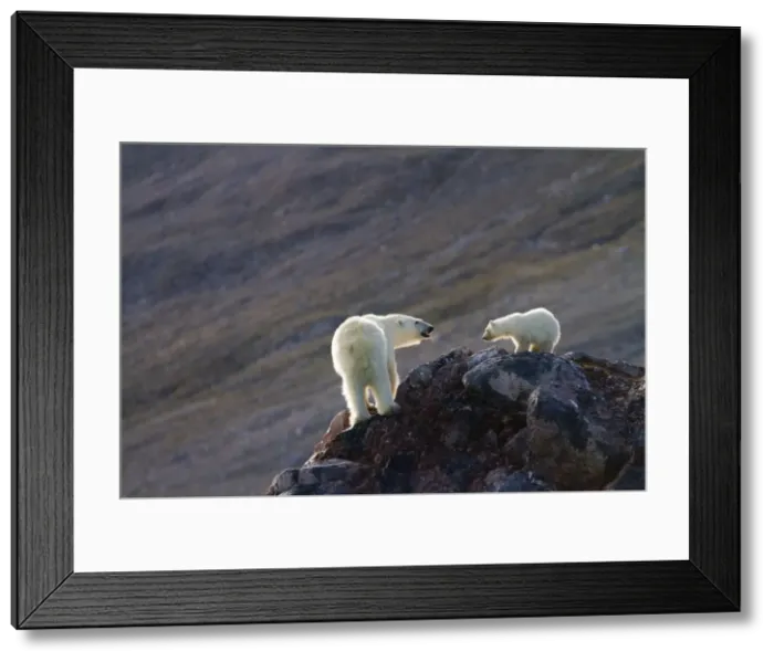 Framed Print : Picture No. 10901870 Framed Print : Picture No. 10901870