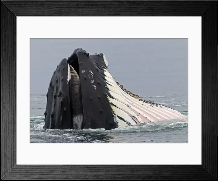 Framed Print : Picture No. 10901876 Framed Print : Picture No. 10901876