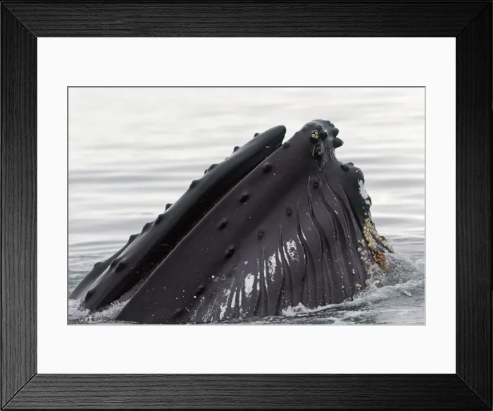 Framed Print : Picture No. 10901875 Framed Print : Picture No. 10901875