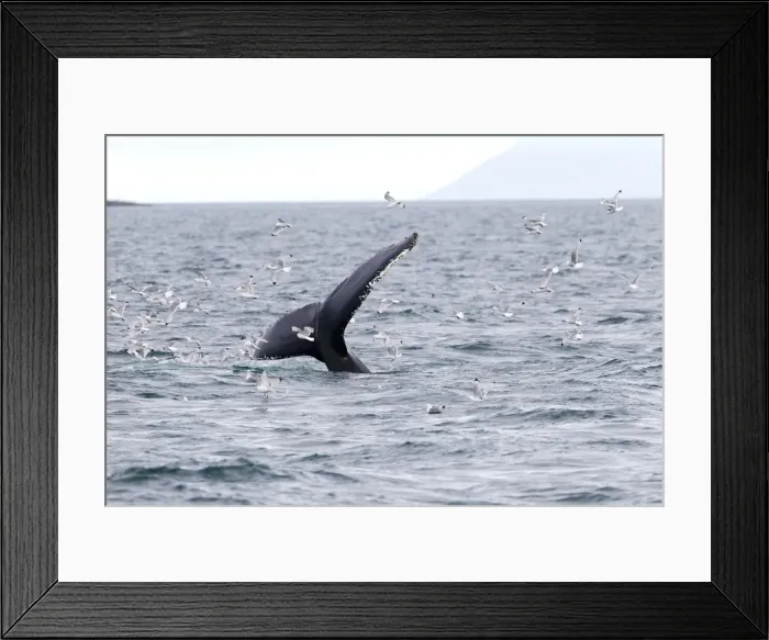 Framed Print : Picture No. 10901873 Framed Print : Picture No. 10901873