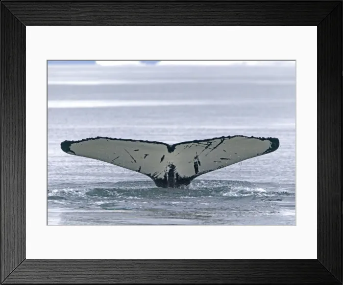 Framed Print : Picture No. 10901878 Framed Print : Picture No. 10901878