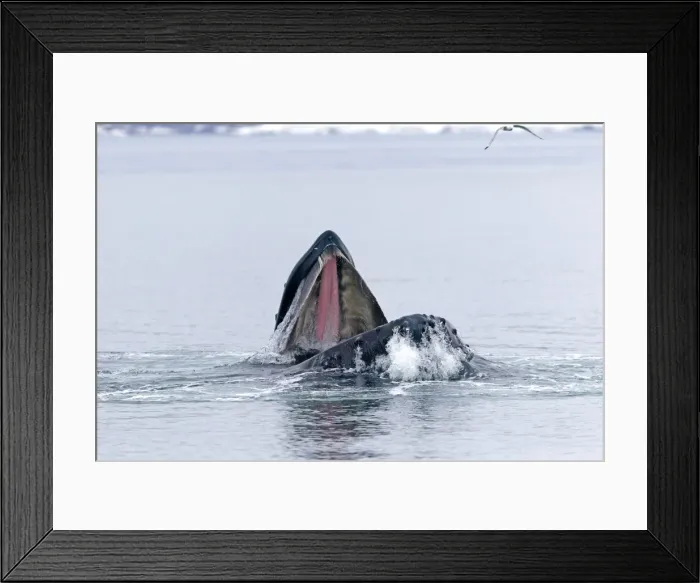 Framed Print : Picture No. 10901877 Framed Print : Picture No. 10901877