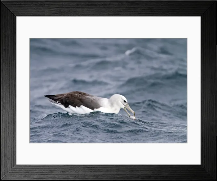 Framed Print : Picture No. 10901900