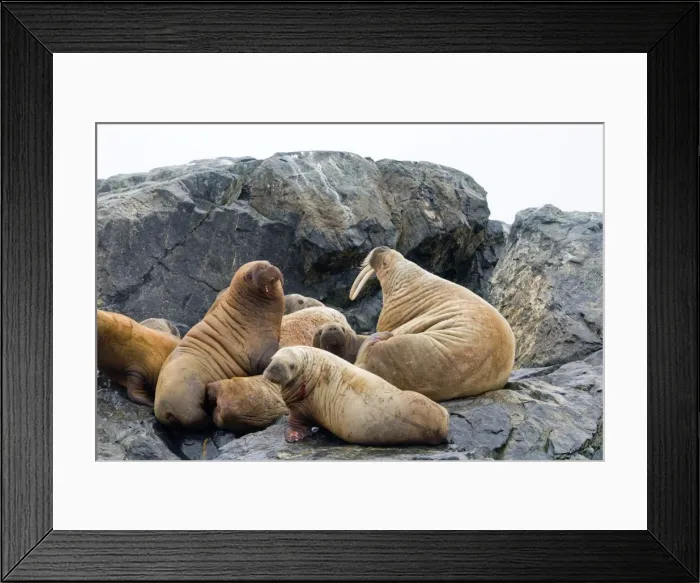 Framed Print : Picture No. 10901896 Framed Print : Picture No. 10901896