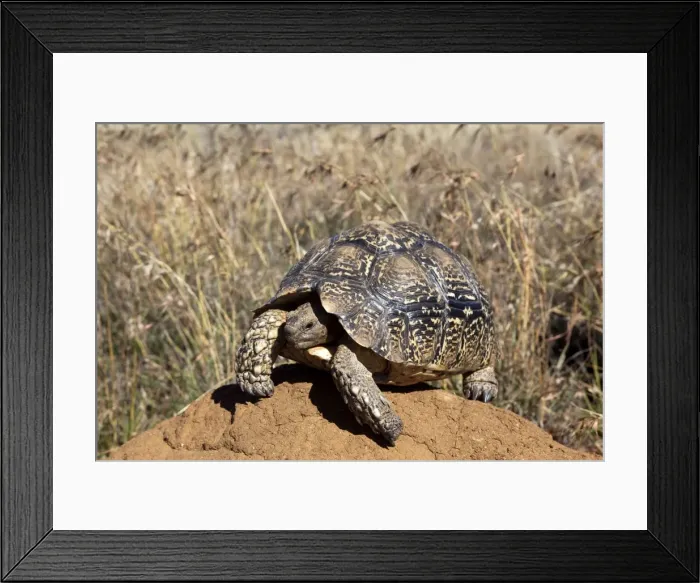 Framed Print : Picture No. 10901899