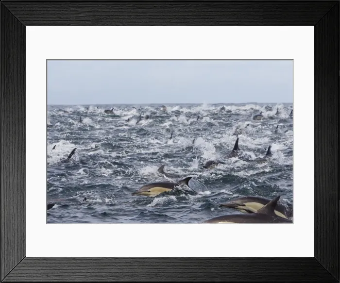 Framed Print : Picture No. 10901908