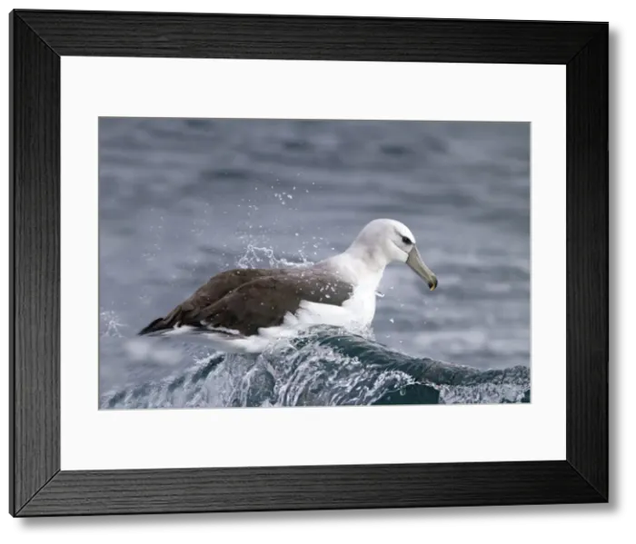 Framed Print : Picture No. 10901901 Framed Print : Picture No. 10901901