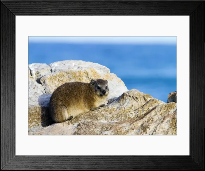 Framed Print : Picture No. 10901907 Framed Print : Picture No. 10901907