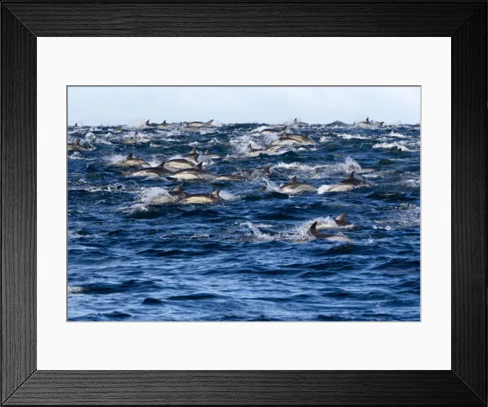 Framed Print : Picture No. 10901914