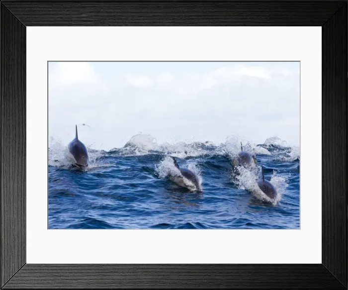 Framed Print : Picture No. 10901912 Framed Print : Picture No. 10901912