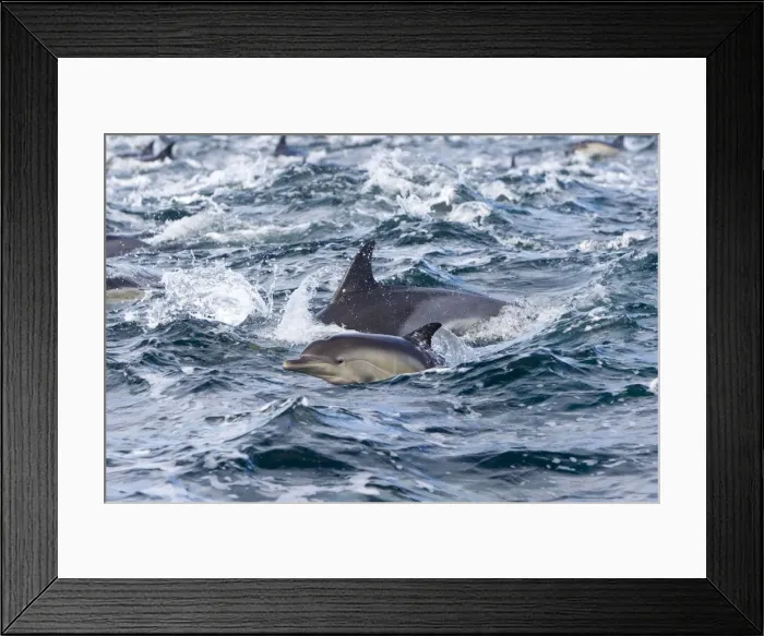 Framed Print : Picture No. 10901910 Framed Print : Picture No. 10901910