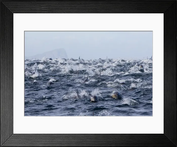 Framed Print : Picture No. 10901911