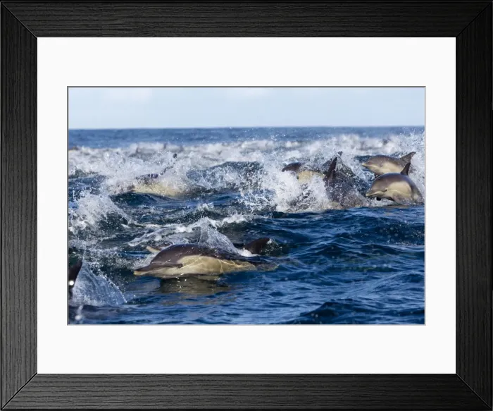 Framed Print : Picture No. 10901918