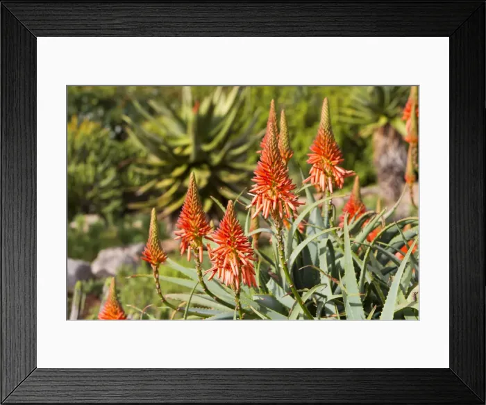 Framed Print : Picture No. 10901919 Framed Print : Picture No. 10901919