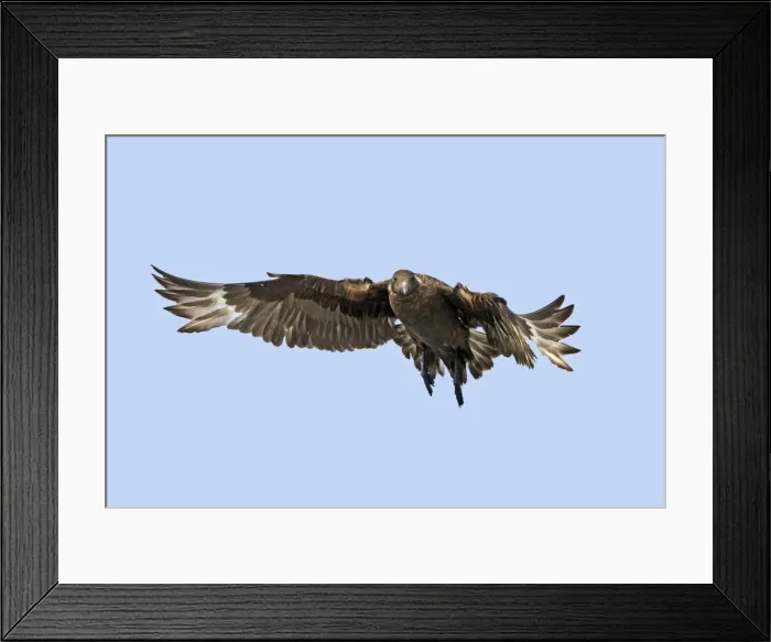 Framed Print : Picture No. 10901923 Framed Print : Picture No. 10901923