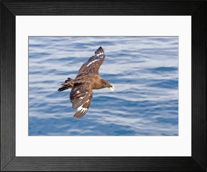 Framed Print : Picture No. 10901922 Framed Print : Picture No. 10901922