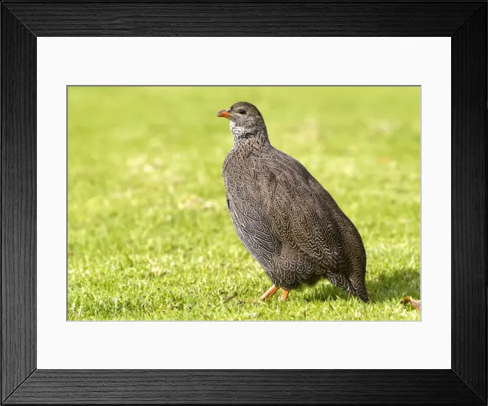 Framed Print : Picture No. 10901920 Framed Print : Picture No. 10901920