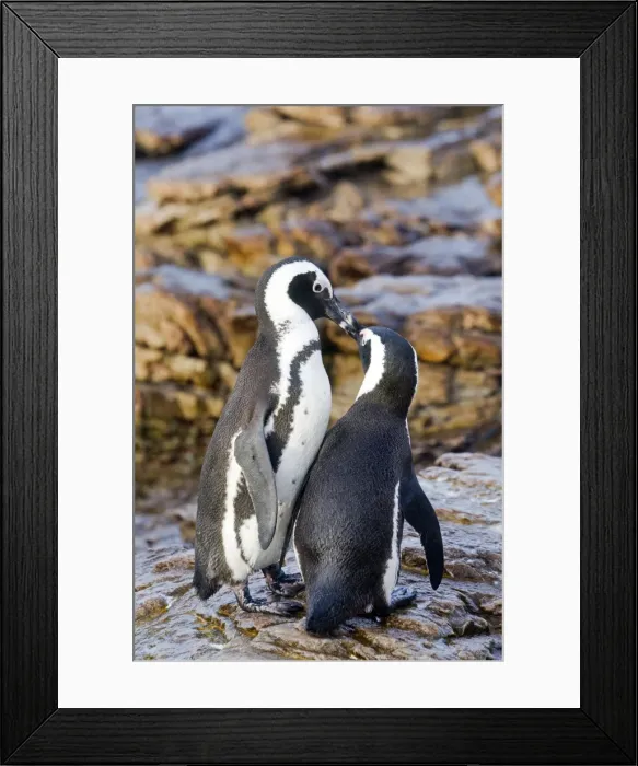 Framed Print : Picture No. 10901925 Framed Print : Picture No. 10901925