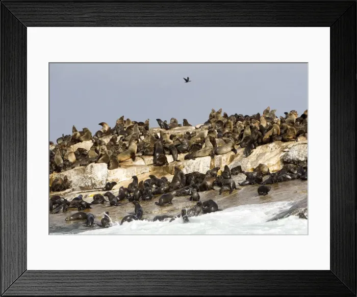 Framed Print : Picture No. 10901927 Framed Print : Picture No. 10901927