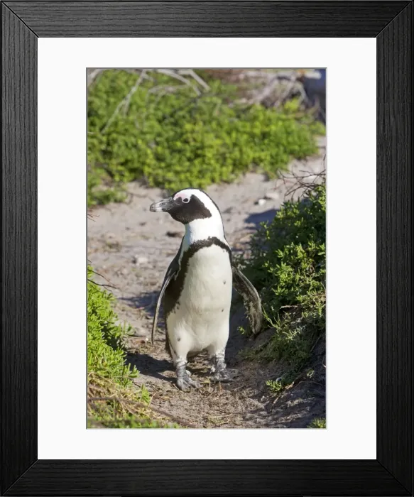 Framed Print : Picture No. 10901924