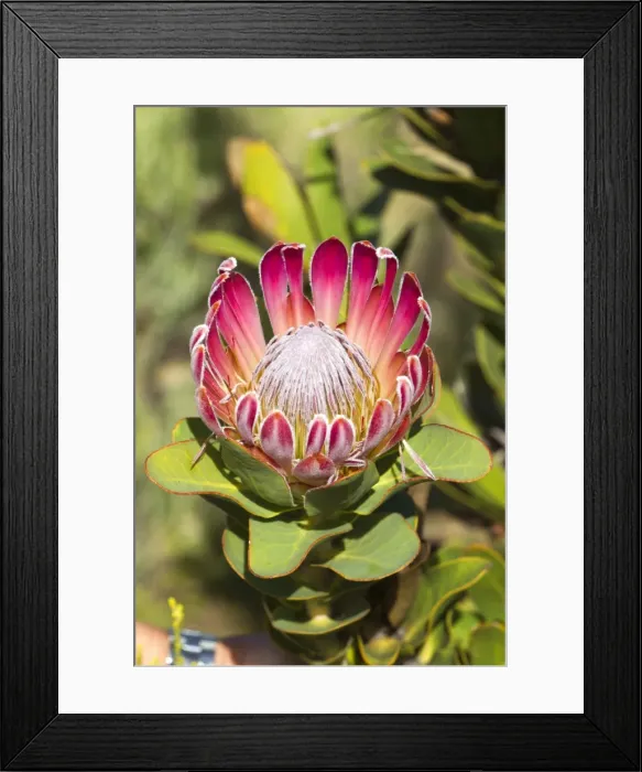 Framed Print : Picture No. 10901929 Framed Print : Picture No. 10901929
