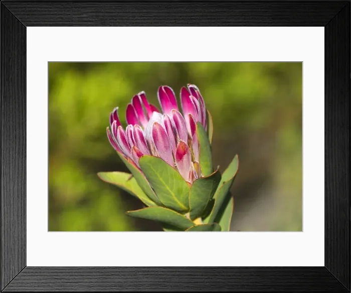 Framed Print : Picture No. 10901928 Framed Print : Picture No. 10901928