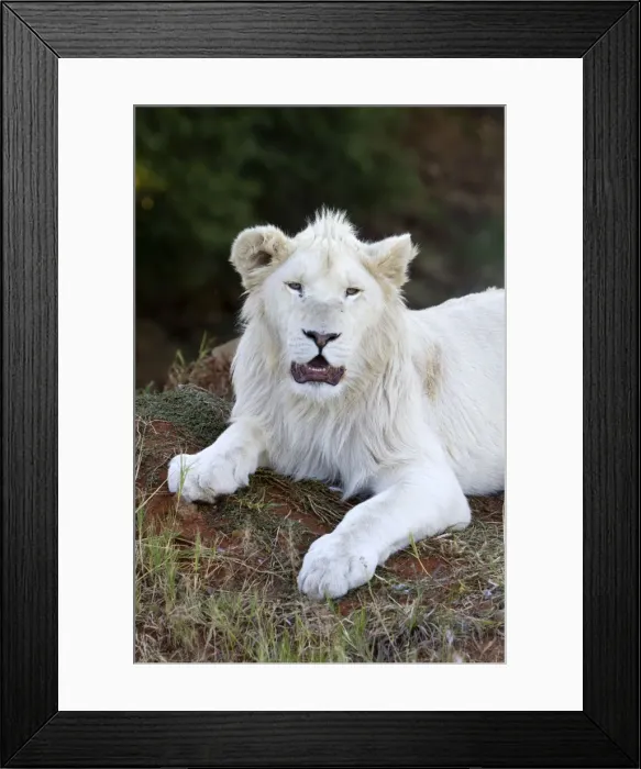 Framed Print : Picture No. 10901940 Framed Print : Picture No. 10901940