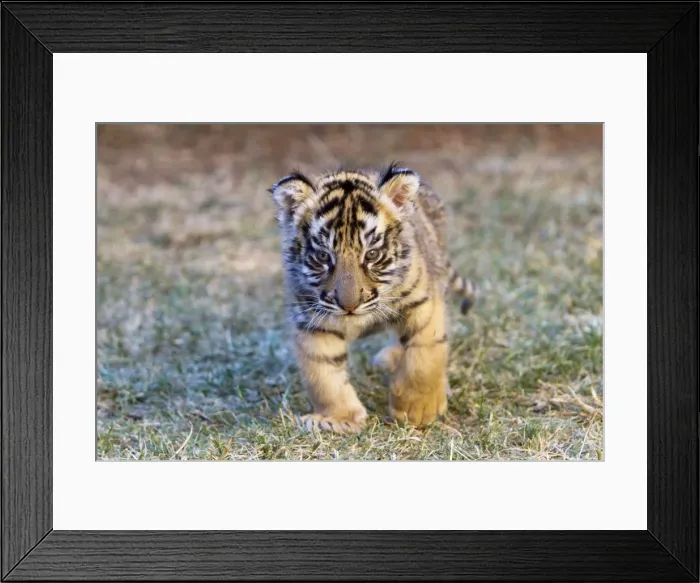 Framed Print : Picture No. 10901943 Framed Print : Picture No. 10901943