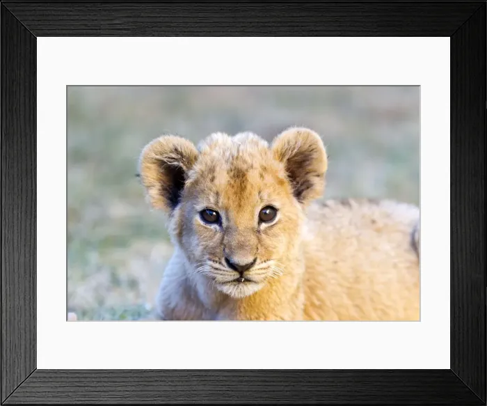 Framed Print : Picture No. 10901942 Framed Print : Picture No. 10901942