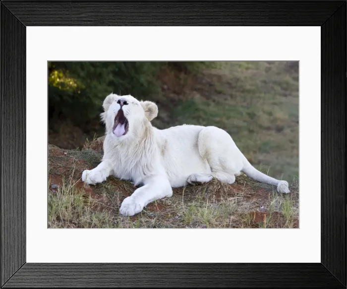 Framed Print : Picture No. 10901938 Framed Print : Picture No. 10901938