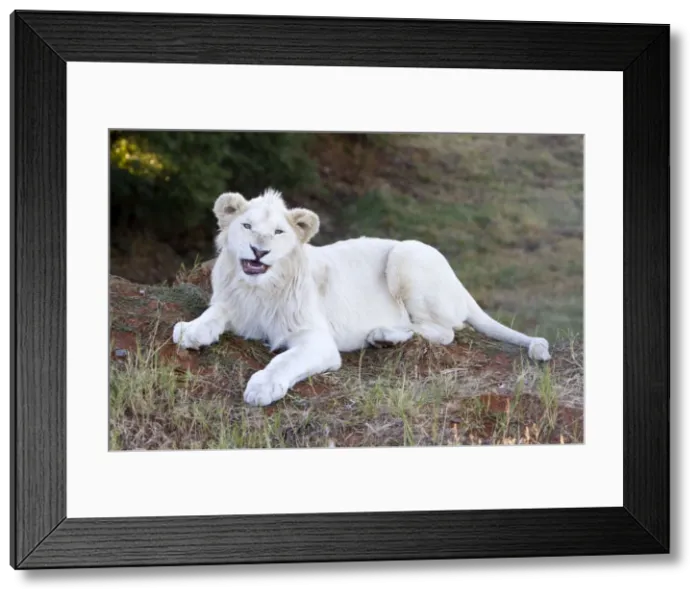 Framed Print : Picture No. 10901939 Framed Print : Picture No. 10901939