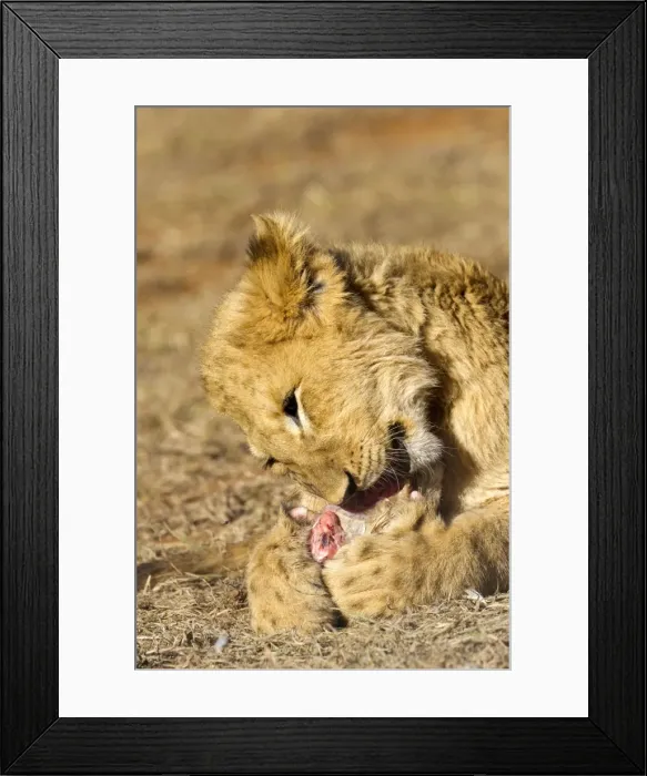 Framed Print : Picture No. 10901941