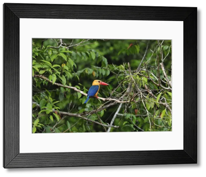 Framed Print : Picture No. 10909299 Framed Print : Picture No. 10909299