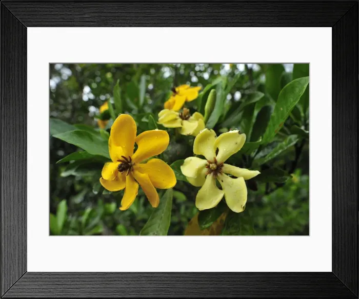 Framed Print : Picture No. 10909300 Framed Print : Picture No. 10909300