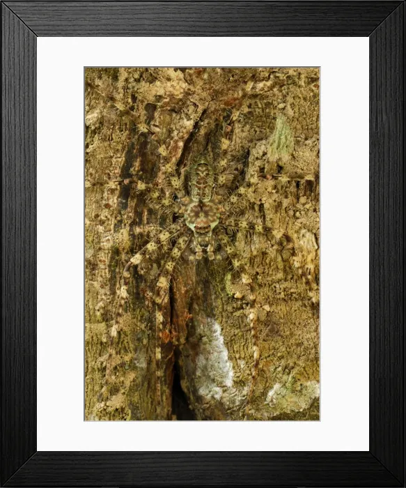 Framed Print : Picture No. 10909296