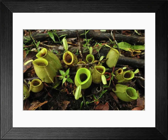 Framed Print : Picture No. 10909302