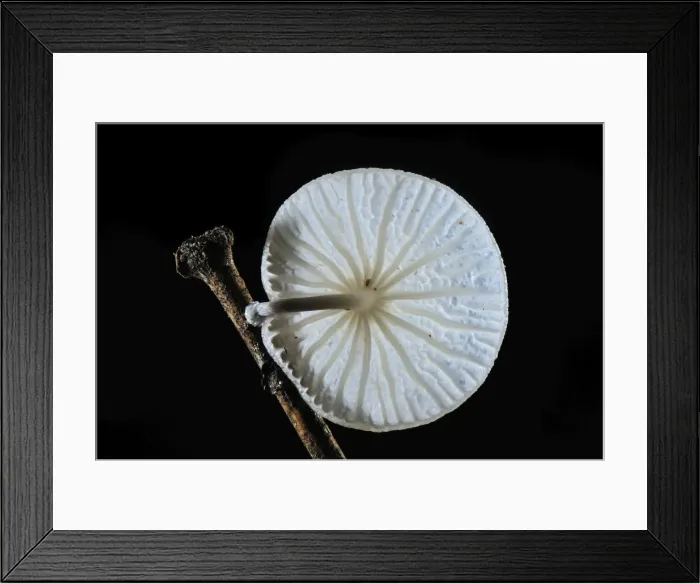 Framed Print : Picture No. 10909362 Framed Print : Picture No. 10909362