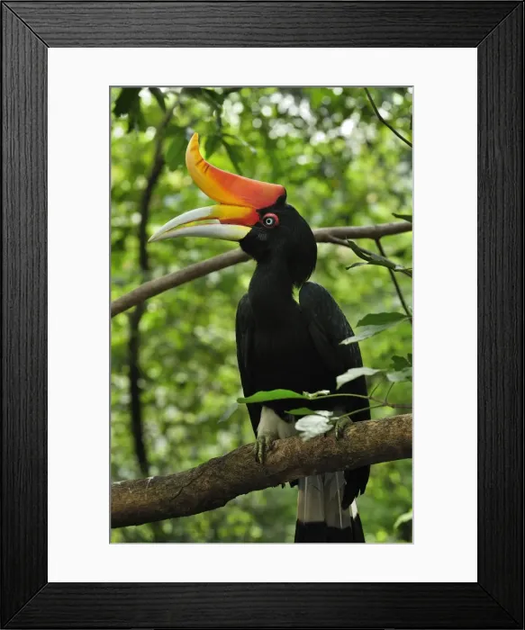 Framed Print : Picture No. 10909364 Framed Print : Picture No. 10909364